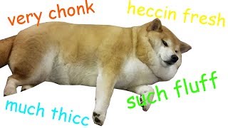 Chonk Chart  Shibe Edition [upl. by Eneleoj]