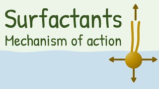 Surfactants Mechanism of Action [upl. by Adnaral]