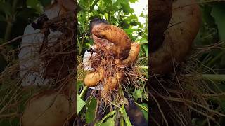 Remove sweet potato harvesting activities from farmers with rural farming life reels 2024 shorts [upl. by Calise]