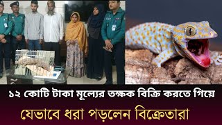 তক্ষক কি ১৭ ইঞ্চি হলেই কোটি টাকা নাকি ছোট হলেও কোটি টাকা tokkhok [upl. by Oibesue874]