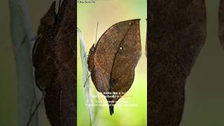 How The Butterfly Disguises Itself as a Dead Leaf [upl. by Yenterb]