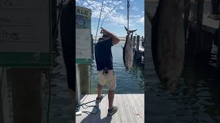 23lb blackfin fishing [upl. by Linkoski]