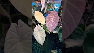 Super Alocasia Collection alocasia tropicalplants trending [upl. by Ginevra120]