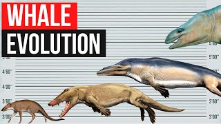 Whale Evolution  In 2 minutes [upl. by Banquer845]