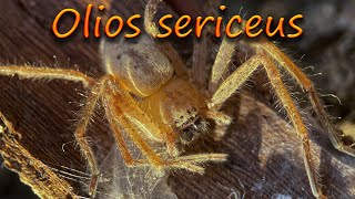 Паук охотник Olios sericeus [upl. by Liam]