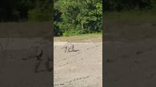 Meet the Pygmy Elephant at Tabin Mud Volcano in Sabah [upl. by Nerine]