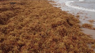 How seaweed in the Gulf could negatively impact Florida beaches [upl. by Roane840]