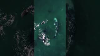 Whale and dolphin party sandiego dolphins greywhale ocean nature earth drone whales whale [upl. by Wolfgang]