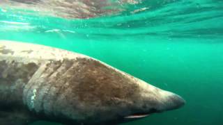 Basking Shark  Gunna Sound Scotland [upl. by Myrta520]