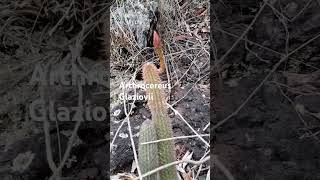 Botão floral Arthrocereus Glaziovii [upl. by Olegnaed]