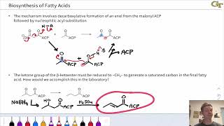 Biosynthesis of Fatty Acids [upl. by Arnon398]