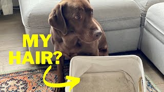 How to Clean Dog Hair Easily  Chuck the Labrador [upl. by Olemrac495]