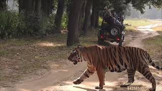 Neela nala male November 2024beautiful tiger youtubevideo viralvideo ktr fallow fallowdeer [upl. by Aenahs]