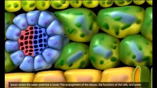 Transporte em plantas  Xilema e Floema  Transpiração 3D Animation [upl. by Nirel]