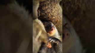 These mongooses should start a salon shorts nature mongoose [upl. by Jobi]