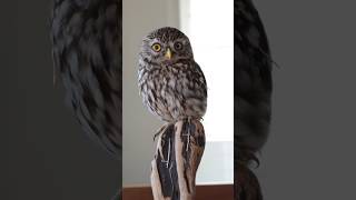 Owl bird art  trending art shorts  trending sad shorts [upl. by Arihaj]