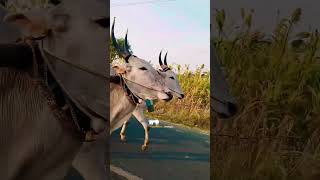 Bullockcart video 😍🤩 trending viral bullock bullockcartvideos hublidharwad hubli ytshorts [upl. by Diarmit]