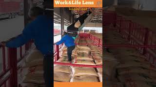 Worker loads corn bags from conveyor belt to truck enhancing efficiency in material handling [upl. by Smith74]