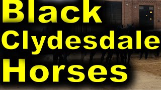 Black Clydesdale Horses At The MN State Fair [upl. by Aidyl]