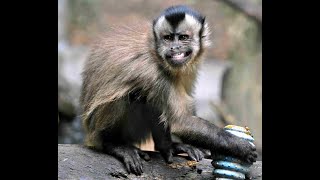 The common capuchin  is a friendly monkey [upl. by Loma]