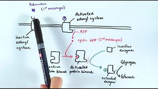 A2 Biology  Action of adrenaline OCR A Chapter 145 [upl. by Loar]