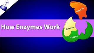 How Enzymes Work [upl. by Galven]