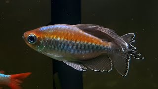 My Experience With Congo Tetras [upl. by Quackenbush]