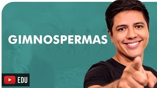 GIMNOSPERMAS  BOTÂNICA  Prof Kennedy Ramos [upl. by Buine]