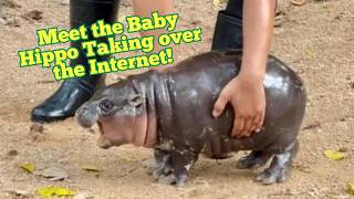 WARNING This Baby Hippo is too CUTE to Handle  Moo Deng’s Story to Internet Fame [upl. by Morville]