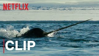 Our Planet  Narwhals  Clip  Netflix [upl. by Anne-Marie443]