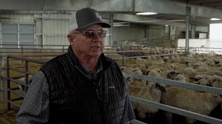 Colorado Lamb Processors An Industry Asset for Consumers and Producers [upl. by Amato221]