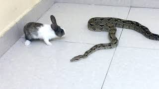 Warning ⚠️ Live Feeding  Snake Boa Vs Rabbit [upl. by Ion]