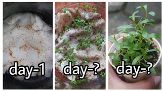 HOW TO GROW PAPERBARK CAJUPUT OIL TREE FROM SEED [upl. by Adriana826]