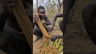 This is how hadzabe preparing their food middle of nowhere without any spices and Salt hadzabetribe [upl. by Ellevel]