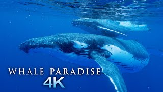 Whale Paradise 4K  1HR Underwater Ambient Nature Relaxation™ Film  Music for Stress Relief Sleep [upl. by Ydollem674]