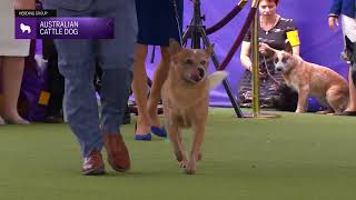 Australian Cattle Dogs  Breed Judging 2024 [upl. by Ytirehc]