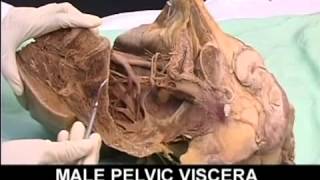 AnatomyPelvis and Perineum Videos1 [upl. by Nnylyahs]