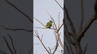 Coppersmith barbet birds peacefulmoments morningvibes [upl. by Geesey493]