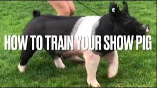 How to Train Show Pigs [upl. by Onifled]