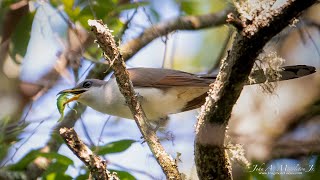 Yellow billed Cuckoos amp Katydids [upl. by Eecyac]