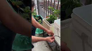 Effortless Gardening Rainpoint Solar Irrigation Kit in Action [upl. by Aubert]