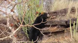 Rare Movement of Sloth Bear in Ranthambore [upl. by Ahsian471]