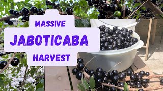 Jaboticaba Tree Growing Tips  Harvest Massive amounts of fruit [upl. by Mahon]