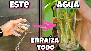 Este AGUA lo ENRAIZA TODO Enraizante para plantas árboles cítricos Ramas Frutales Esquejes [upl. by Baumann776]