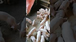 Feeding piglets unlimited for fast growing [upl. by Sena]