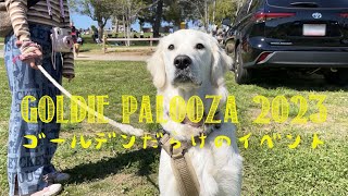 カリフォルニア州の、ゴールデンだらけのイベント  Goldie Palooza 2023 [upl. by Nileuqaj226]