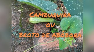 Cambuquira ou broto de abóbora receita fácil PANC [upl. by Smith]