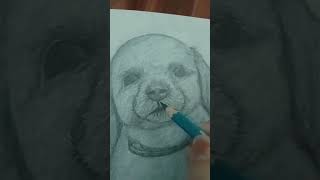 Draw portrait sketch dog [upl. by Ycaj]