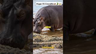 Hippo VS Crocodile Who will win  🦛🐊🤯 facts animalfacts youtubeshorts [upl. by Caresse]