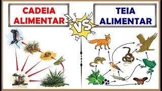 CADEIA ALIMENTAR e TEIA ALIMENTAR Qual a diferença║Definição Organização Níveis Exemplos e [upl. by Nyrtak757]